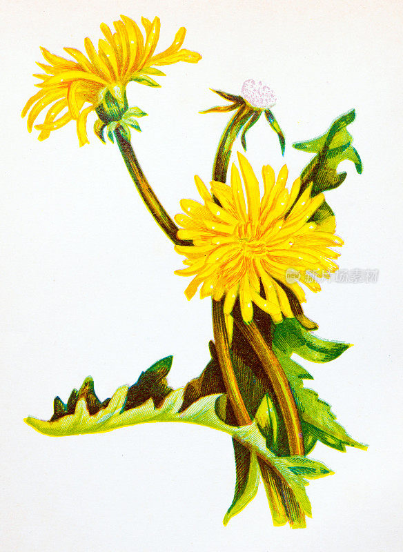 野生花卉的古董植物学插图:蒲公英，Leontodon Taraxacum